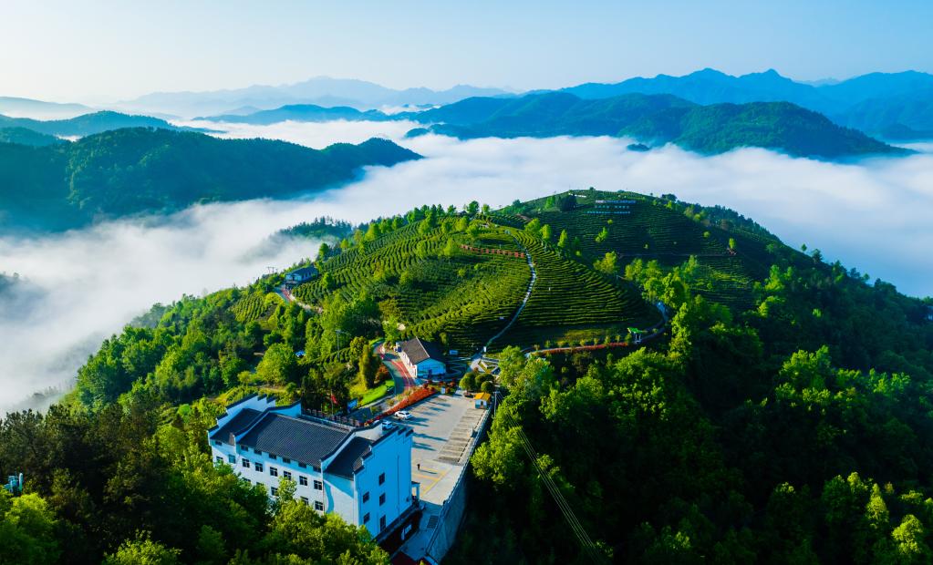 新春走基层丨拐过72道弯大巴山深处茶香悠悠(图4)