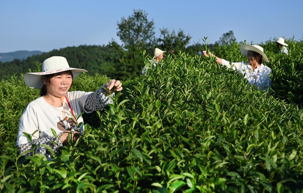 新春走基层丨拐过72道弯大巴山深处茶香悠悠(图2)