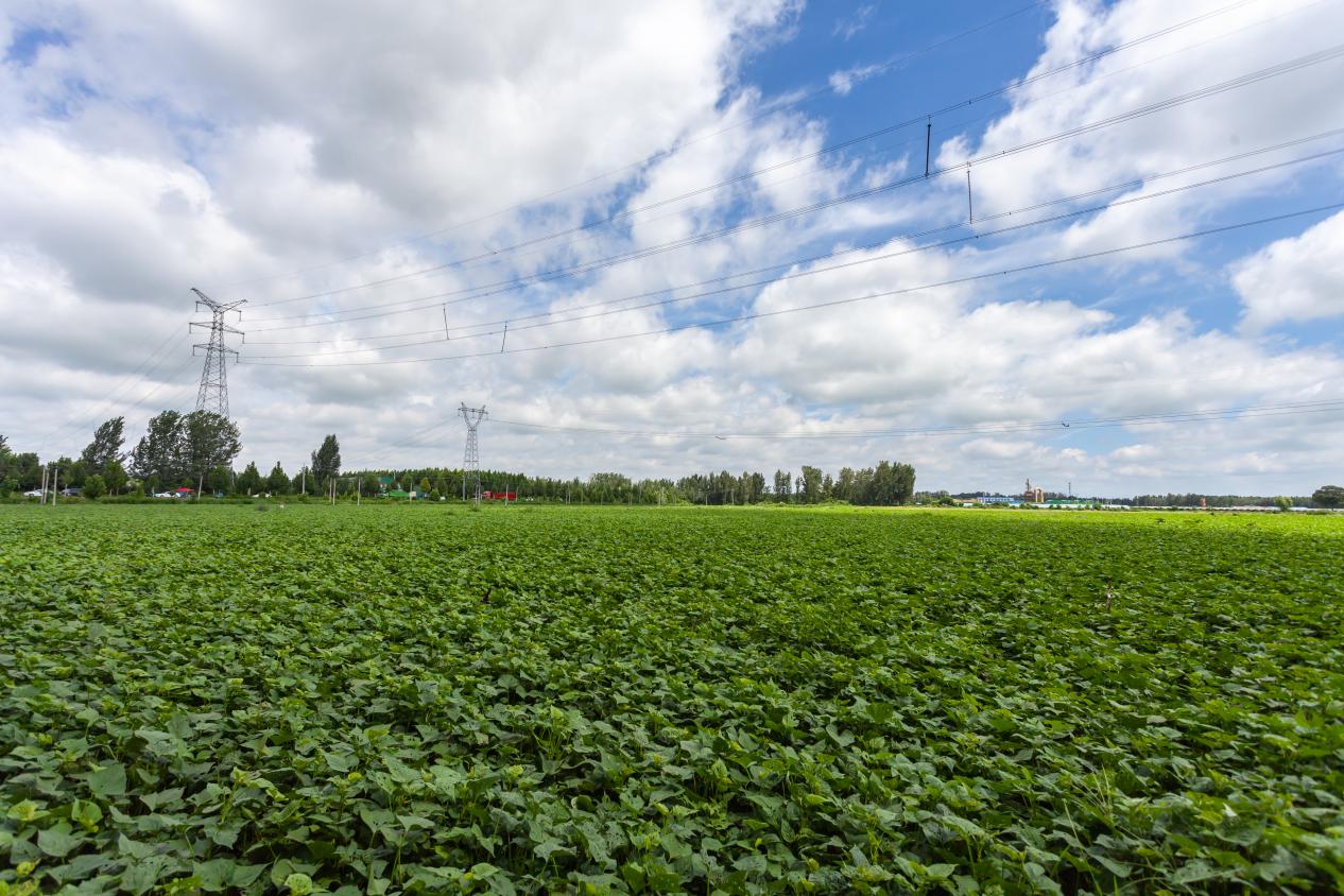 一碗酸辣粉里的富民大产业(图2)