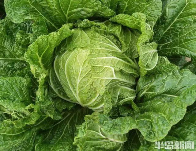 胶州西南乡这个合作社~出国“打擂”胶州大白菜抱回“巴拿马金奖”(图3)