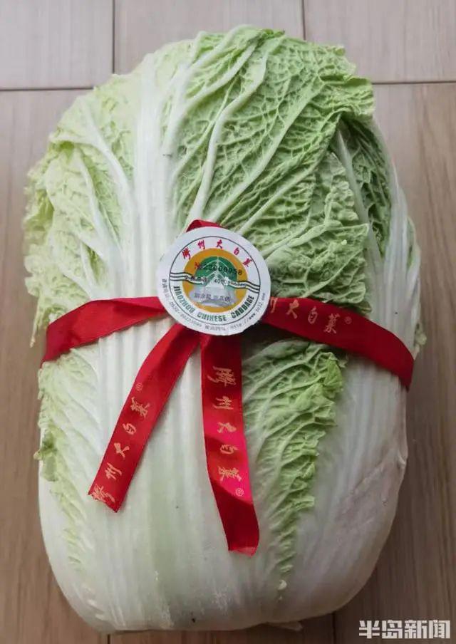 胶州西南乡这个合作社~出国“打擂”胶州大白菜抱回“巴拿马金奖”(图2)