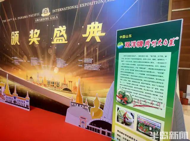 胶州西南乡这个合作社~出国“打擂”胶州大白菜抱回“巴拿马金奖”(图1)