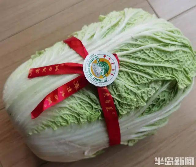 胶州西南乡这个合作社~出国“打擂”胶州大白菜抱回“巴拿马金奖”(图8)