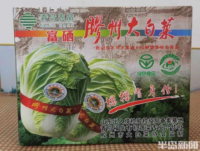 胶州西南乡这个合作社~出国“打擂”胶州大白菜抱回“巴拿马金奖”(图5)