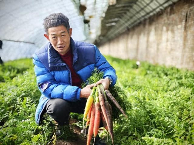 大兴区礼贤镇引入特色蔬菜丰富首都“菜篮子”(图1)