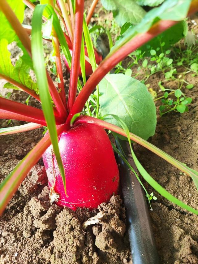 大兴区礼贤镇引入特色蔬菜丰富首都“菜篮子”(图2)