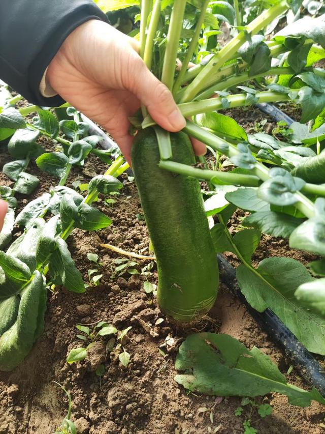 大兴区礼贤镇引入特色蔬菜丰富首都“菜篮子”(图3)