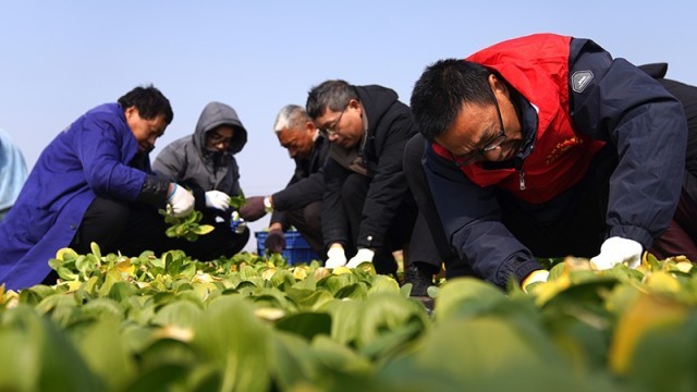 抚州临川区：基地蔬菜青助农采收忙(图2)