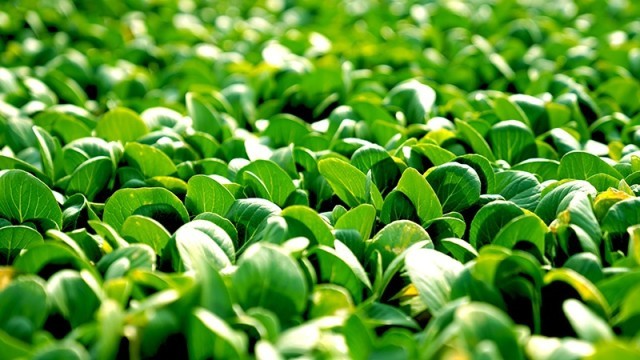 抚州临川区：基地蔬菜青助农采收忙(图3)