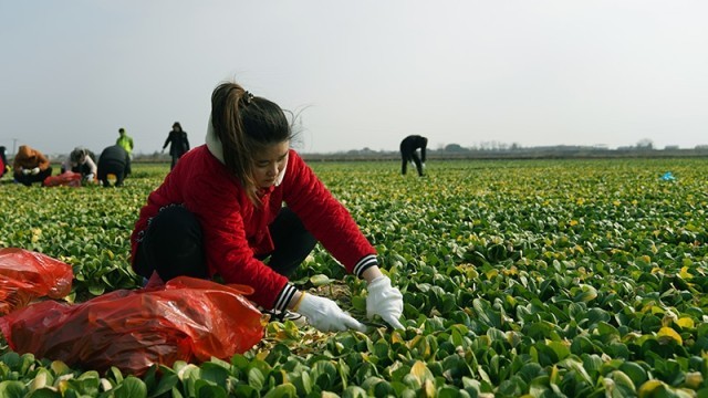抚州临川区：基地蔬菜青助农采收忙(图1)