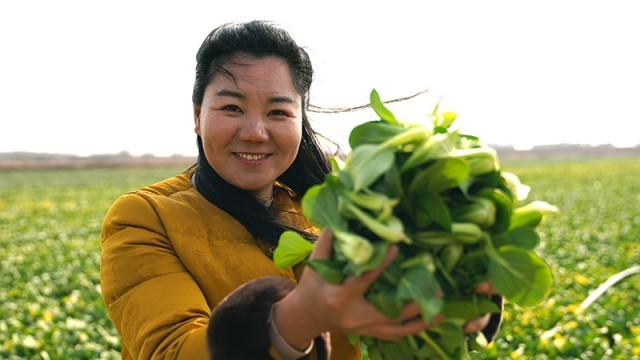 抚州临川区：基地蔬菜青助农采收忙(图4)