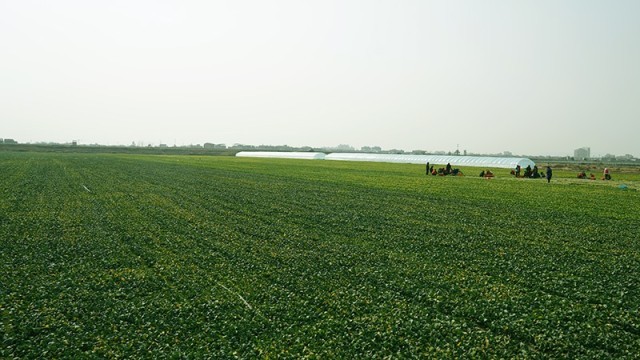 抚州临川区：基地蔬菜青助农采收忙(图5)