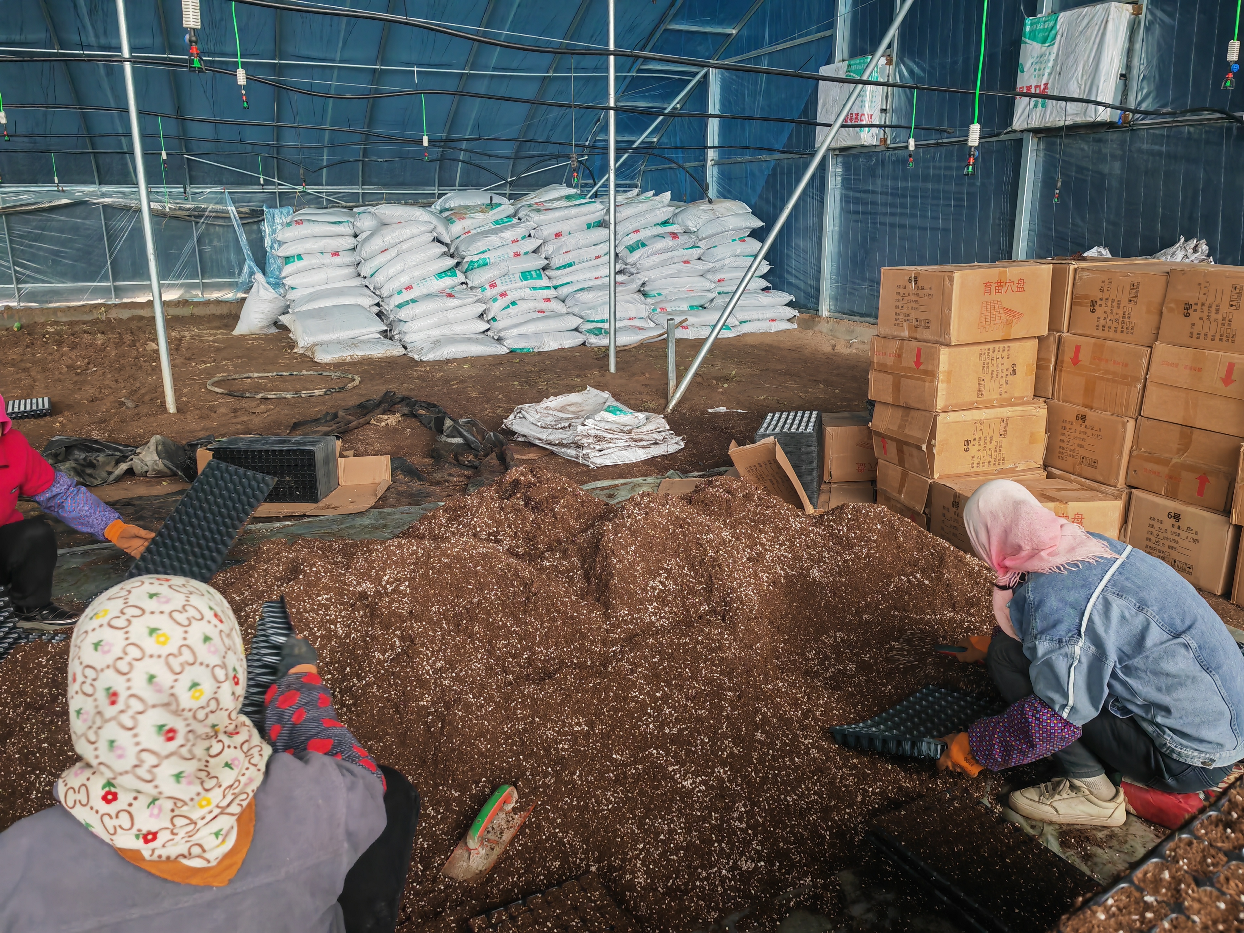 甘州区大满镇：抢抓时令育苗忙齐绘大棚“早春图”(图2)