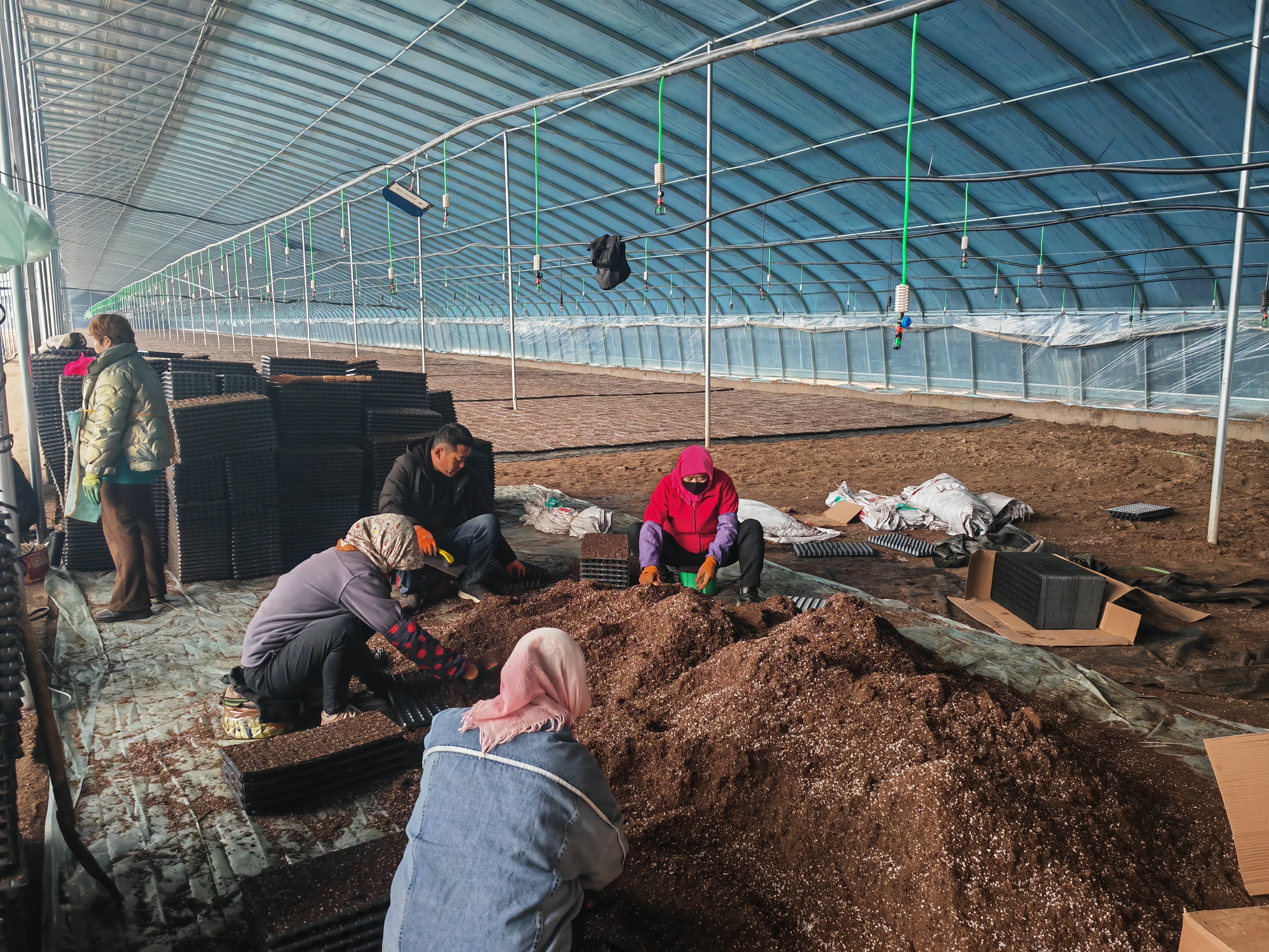 甘州区大满镇：抢抓时令育苗忙齐绘大棚“早春图”(图3)