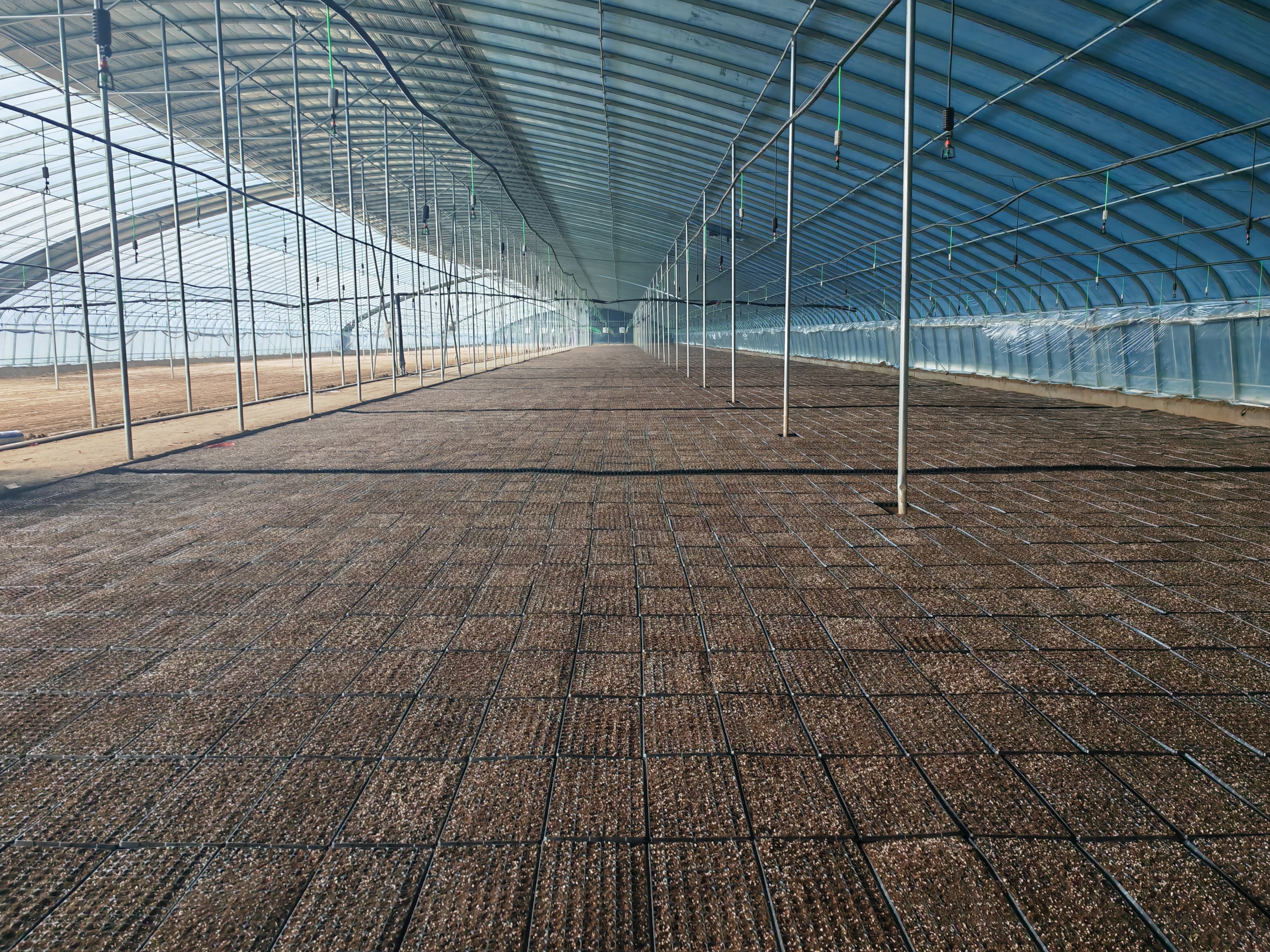 甘州区大满镇：抢抓时令育苗忙齐绘大棚“早春图”(图4)