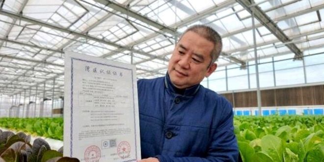 喝纯净水、住阳光房济南蔬菜拿下“湾区认证”(图1)