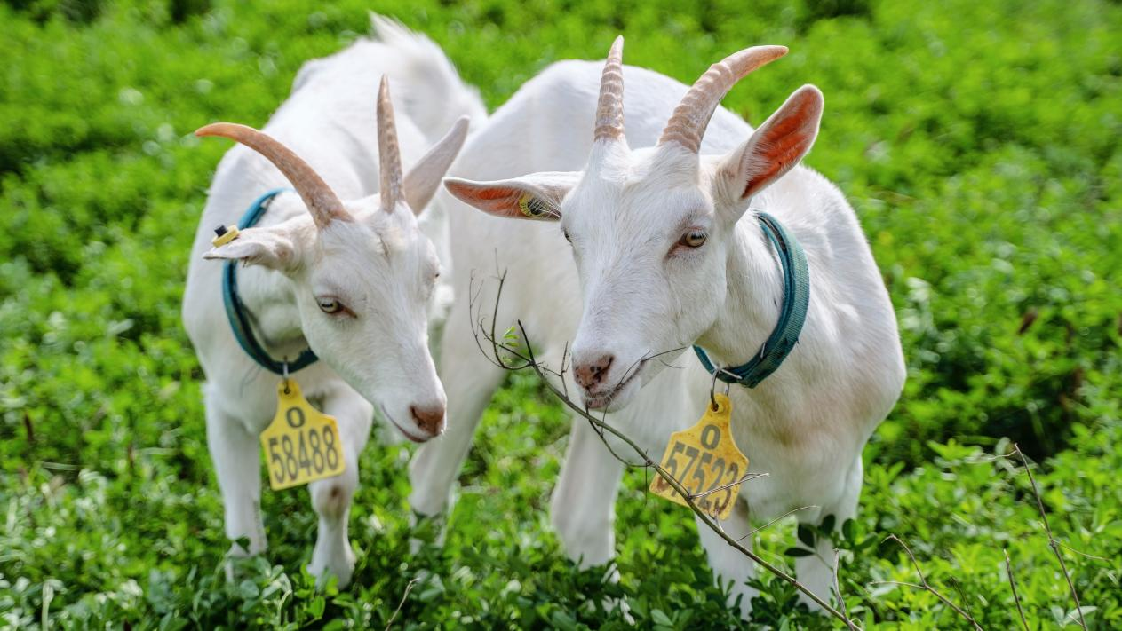 盛健羊乳有机羊奶粉连续两年全国销量领先领航行业发展(图2)