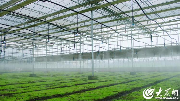 奋进潍坊·开新局丨从春之耕耘迈向一路“丰”景(图7)