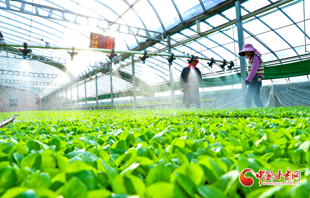 新春走基层张掖：人勤春来早蔬菜育苗忙(图1)