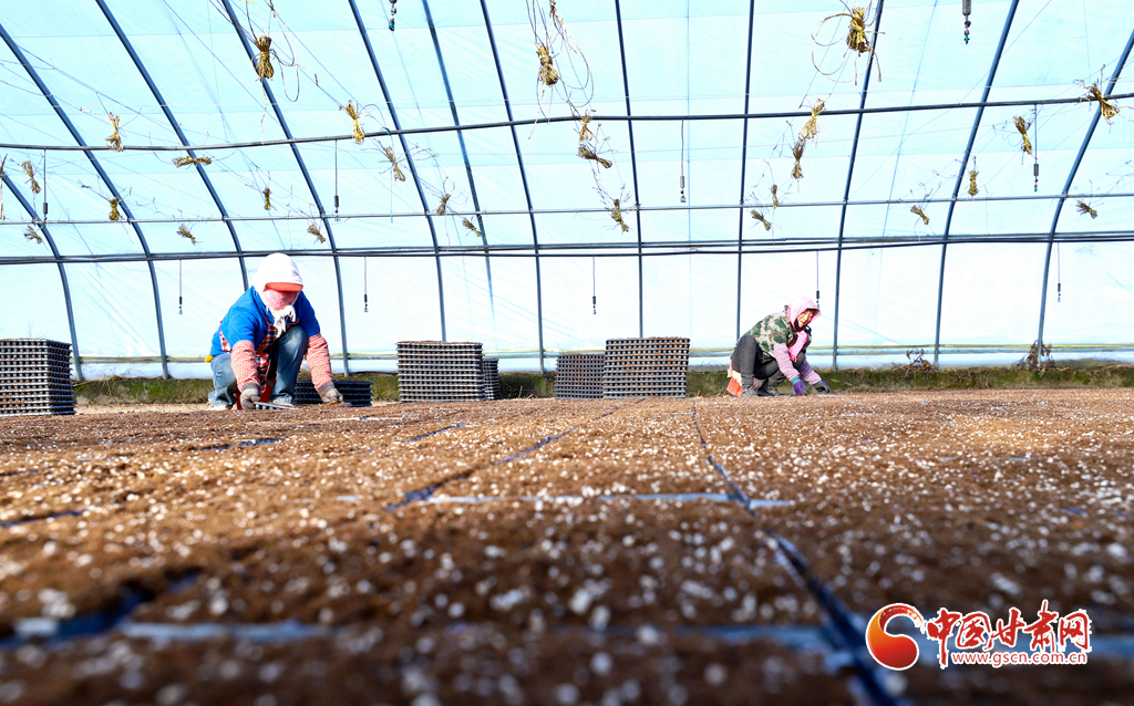 新春走基层张掖：人勤春来早蔬菜育苗忙(图2)