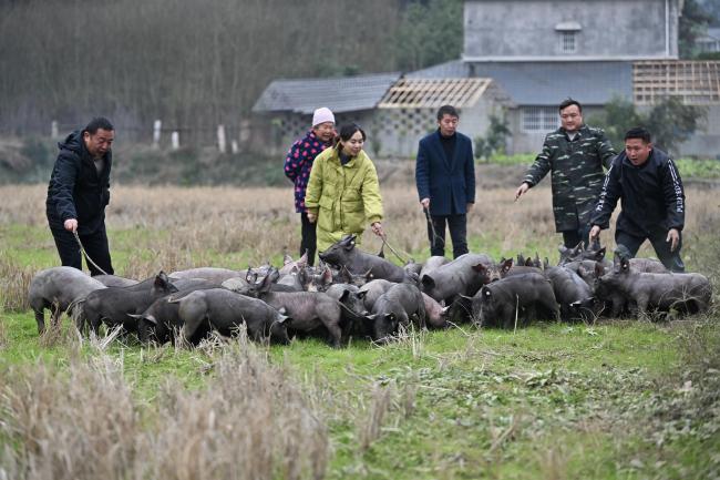 从打工人到“黑猪王”：向官杰返乡创业记(图1)