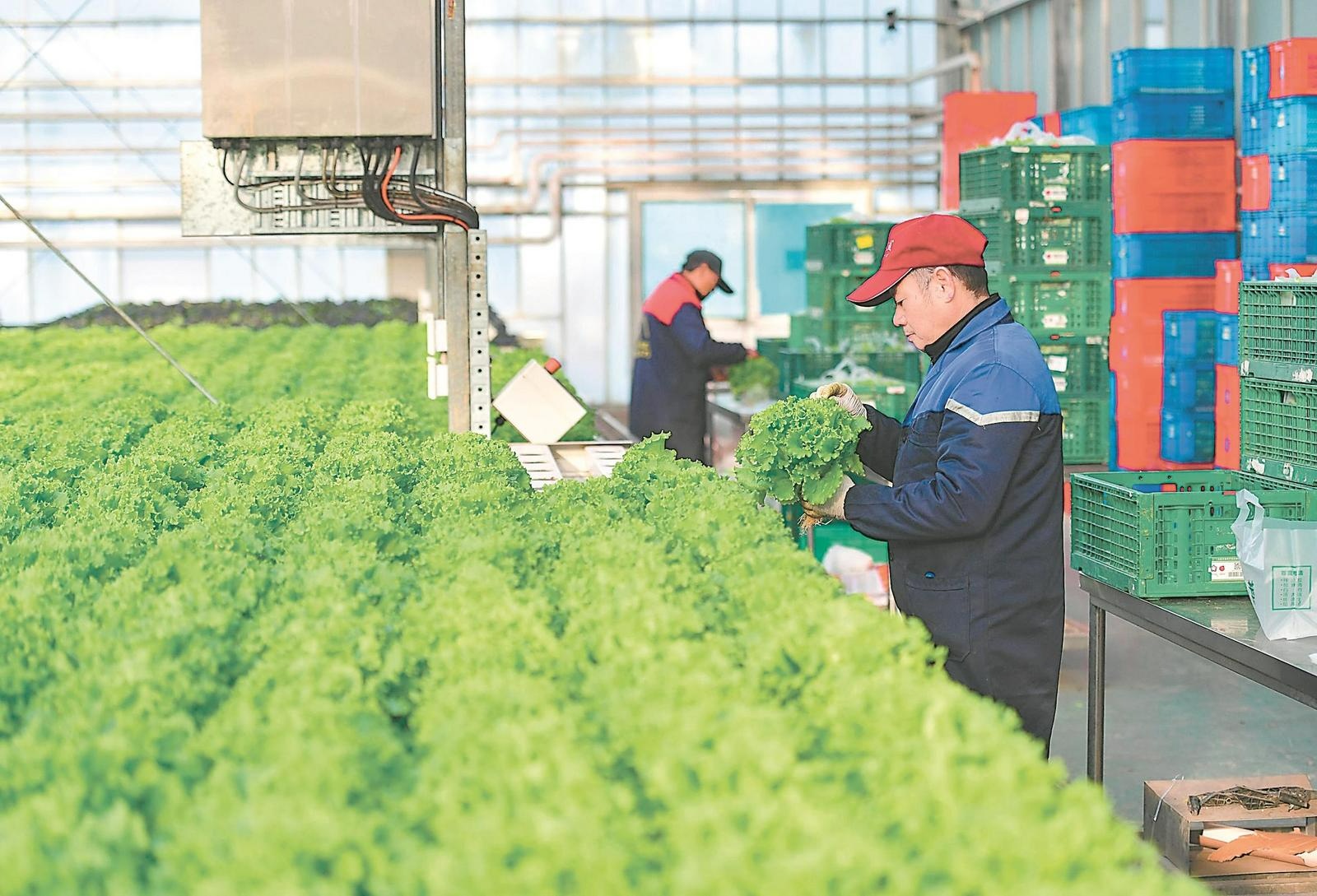 不误农时不负春光(图2)