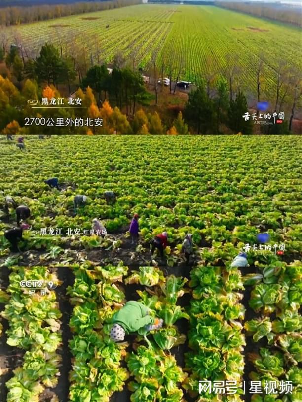 “魔性设计”成出圈密码亲民有机酸菜京城突围成功(图2)