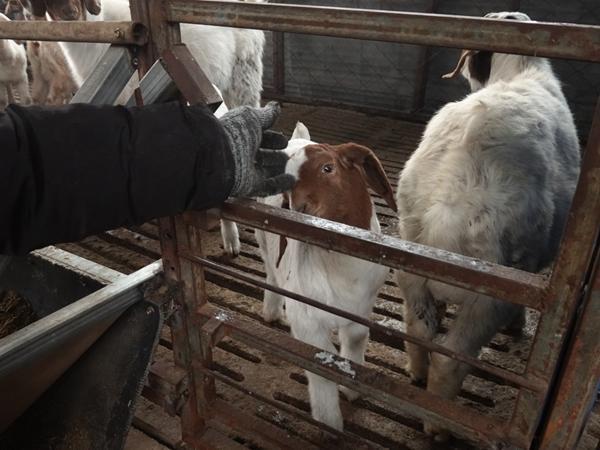 “小麦第一县”农户：土地会回报你对它的好(图2)