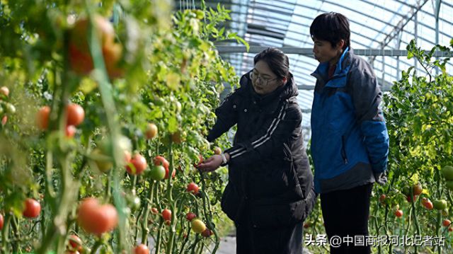 河北衡水：提升净菜京津市场占有率(图1)