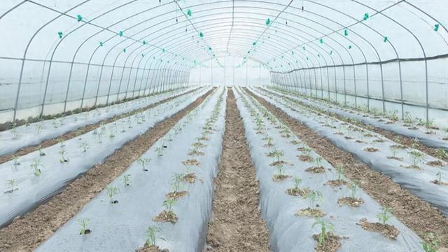 广元昭化天雄：“蔬”写新希望鼓起菜农“钱袋子”(图1)