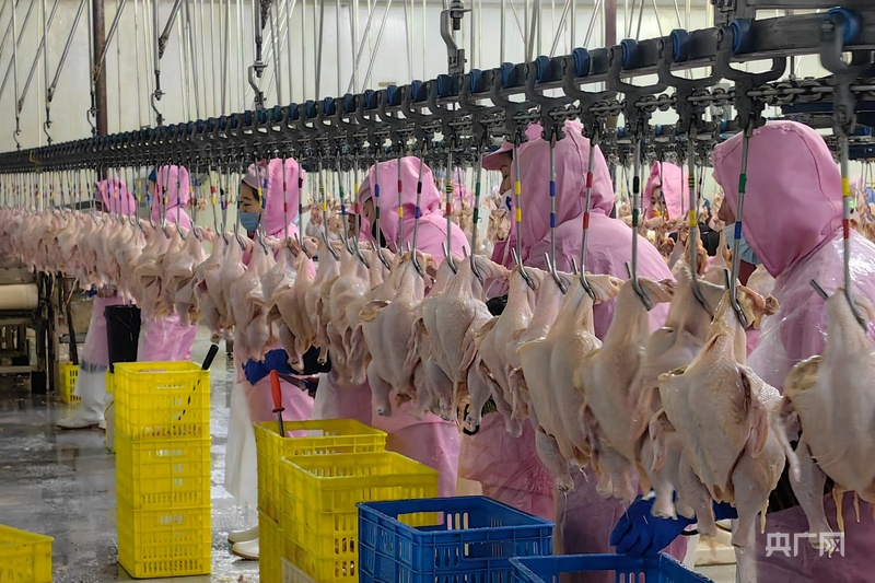 高质量发展看中国一只鸡如何撑起乡村振兴半边天(图2)