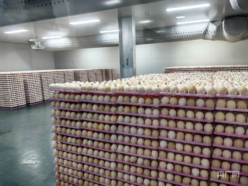 高质量发展看中国一只鸡如何撑起乡村振兴半边天(图1)