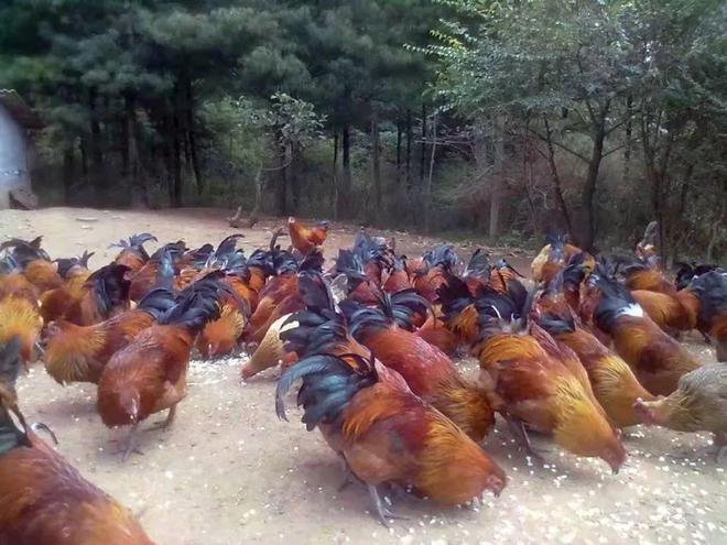 恭喜！富源又添1个全国名特优新农产品(图1)