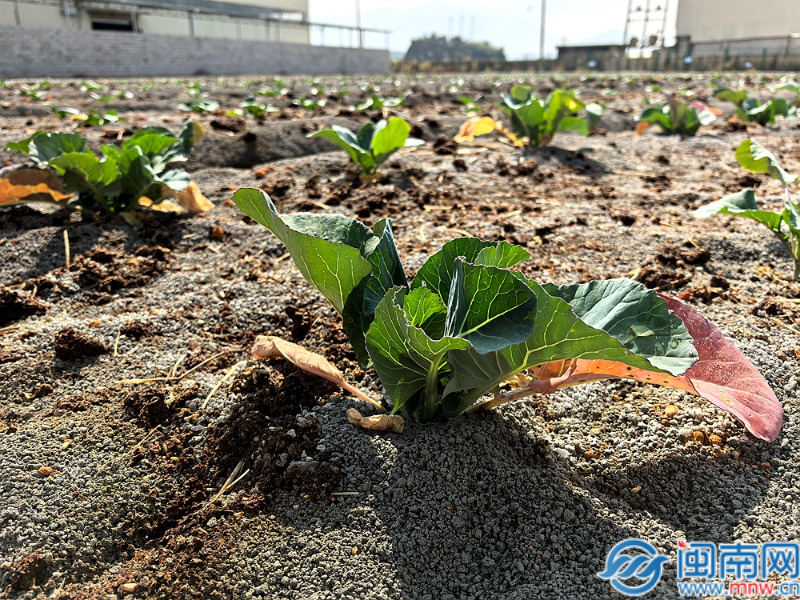 漳州长泰：生态循环养殖激活乡村振兴“一池春水”(图2)