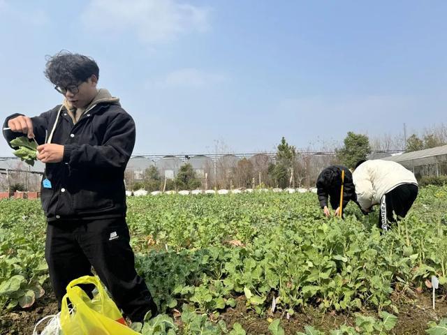 浙江一大学花坛种菜学生摆摊瞬间抢空：好看又好吃(图1)