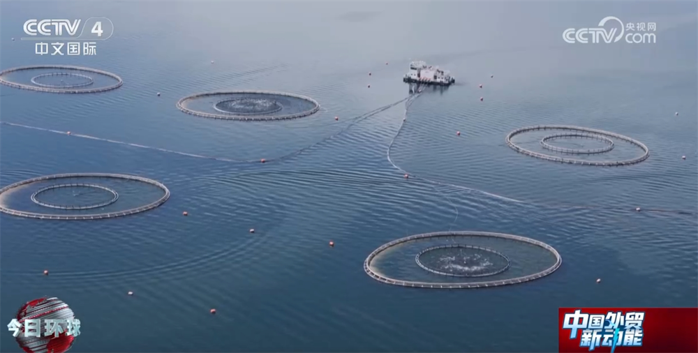 国内国外“双开花”探秘高原三文鱼畅“游”世界背后的智慧密码(图1)