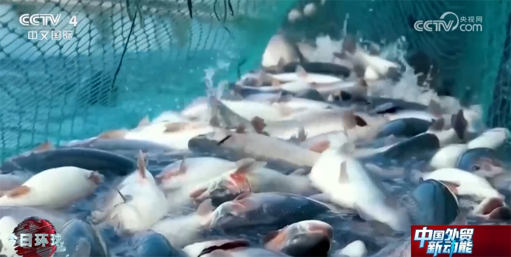 国内国外“双开花”探秘高原三文鱼畅“游”世界背后的智慧密码(图6)