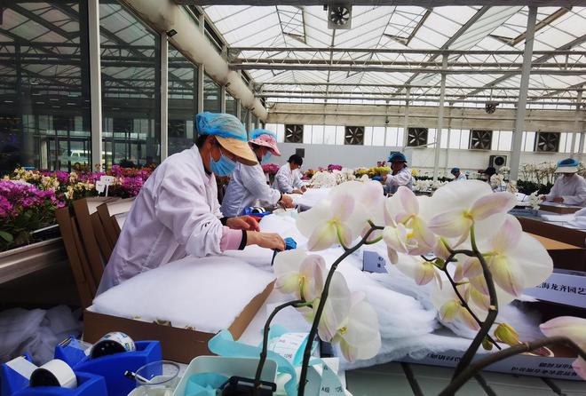 枣庄：一场大棚里的新闻发布会(图2)