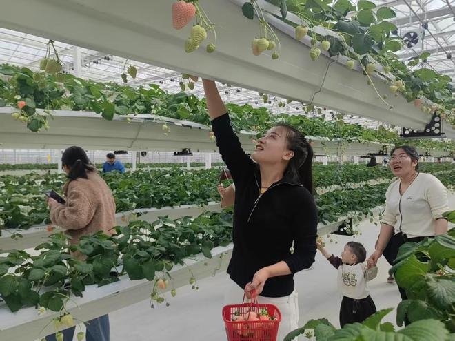 枣庄：一场大棚里的新闻发布会(图3)