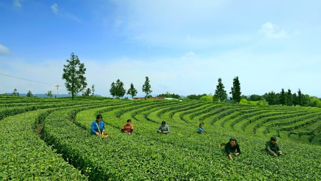 创新“四个一批”模式打造脱贫地区帮扶产业高质量发展样板丨高质量发展看广元改革(图1)