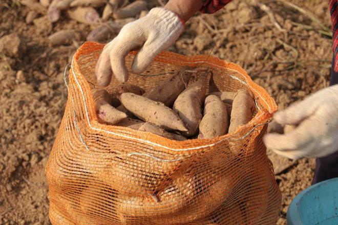 文旅振兴不了乡村（下篇）(图3)