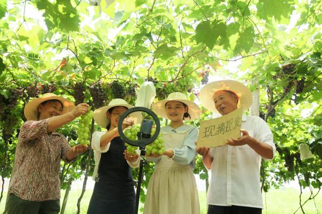 文旅振兴不了乡村（下篇）(图6)