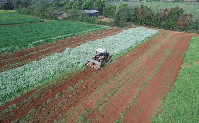 2024年百项重大农业科技成果红壤花生绿色安全生产关键技术(图1)