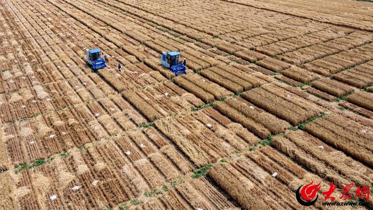 奋进潍坊·开新局丨“种”下希望潍坊市农科院激活农业发展新引擎(图2)