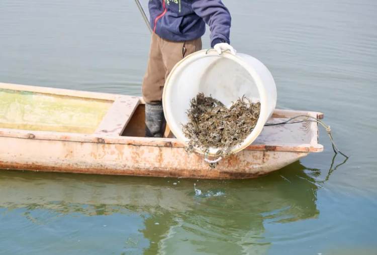 江苏常州：“智慧”农业开启“智富”新章“新质”活力描绘“振兴”蓝图(图4)