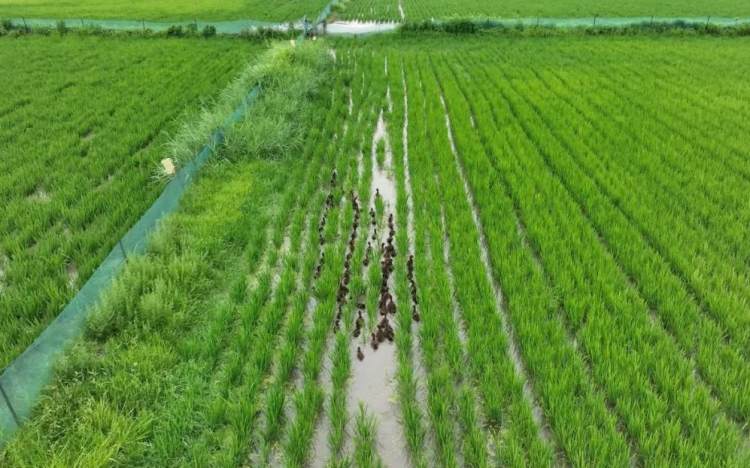 江苏常州：“智慧”农业开启“智富”新章“新质”活力描绘“振兴”蓝图(图2)