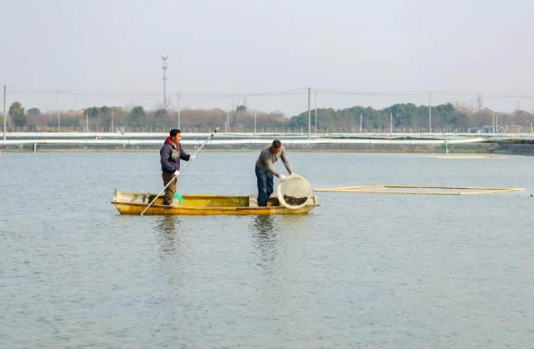 江苏常州：“智慧”农业开启“智富”新章“新质”活力描绘“振兴”蓝图(图3)