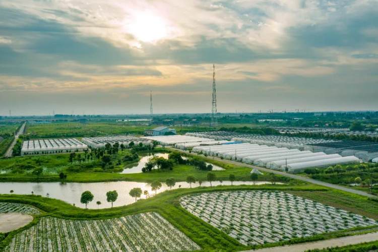 江苏常州：“智慧”农业开启“智富”新章“新质”活力描绘“振兴”蓝图(图6)