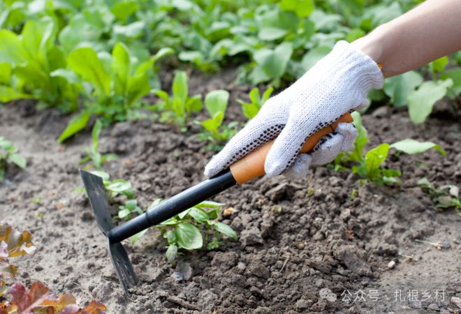 想吃“有机蔬菜”不妨种这6种不打农药管理简单新手也可试试(图1)