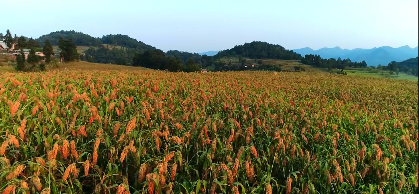 贵州仁怀：从“酒都”到县域经济典范的跃迁之路(图4)